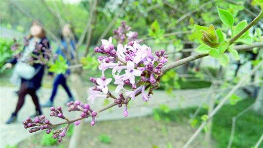 丁香婷婷五月花，科学评估解析